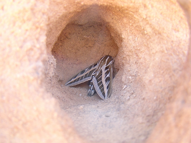 Wadi Rum (41).JPG